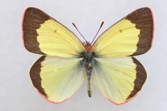 Colias palaeno europome