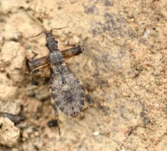Oncocephalus
