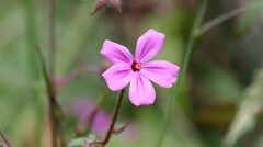 Geranium yeoi