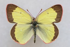 Colias palaeno europome