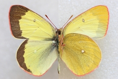 Colias palaeno europome