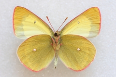 Colias palaeno europome