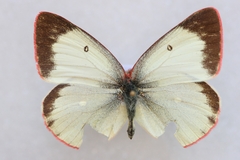 Colias palaeno europome