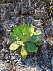 Agave cupreata
