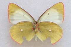 Colias palaeno europome