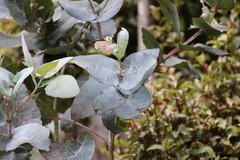 Eucalyptus globulus