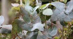 Eucalyptus globulus