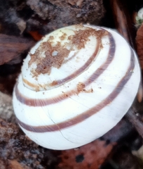Cepaea hortensis