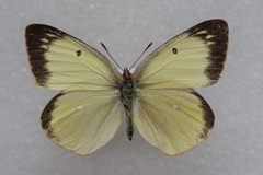 Colias palaeno europome