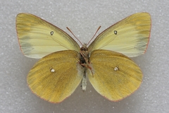 Colias palaeno europome