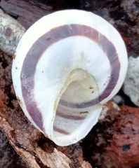 Cepaea hortensis