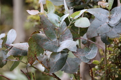 Eucalyptus globulus