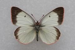 Colias palaeno europome
