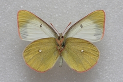 Colias palaeno europome