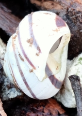 Cepaea hortensis
