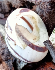 Cepaea hortensis