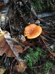 Lactarius rubidus
