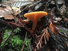 Lactarius rubidus