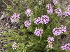 Disparago ericoides