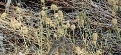 Bebbia juncea