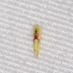 Erythroneura octonotata