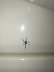 Steatoda castanea