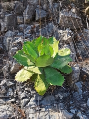 Agave cupreata