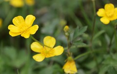Ranunculus repens
