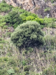 Olea europaea cerasiformis