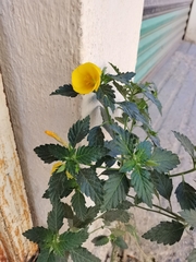 Turnera ulmifolia