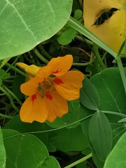 Tropaeolum majus image