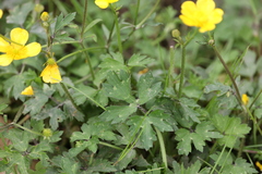 Ranunculus repens
