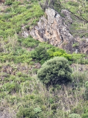 Olea europaea cerasiformis