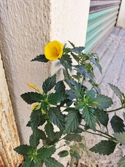 Turnera ulmifolia