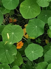 Tropaeolum majus image