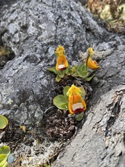 Calceolaria uniflora