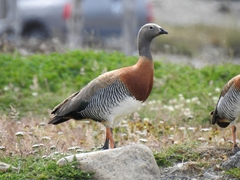 Chloephaga poliocephala