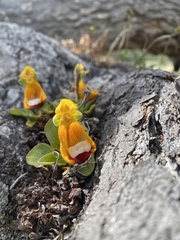 Calceolaria uniflora