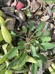 Oenothera speciosa