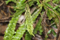 Blechnum membranaceum
