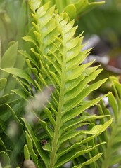 Asplenium obtusatum