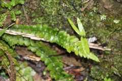 Blechnum membranaceum