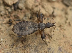 Oncocephalus