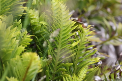 Asplenium obtusatum