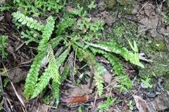 Blechnum membranaceum