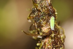 Tylozygus geometricus image