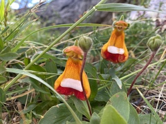 Calceolaria uniflora