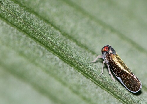 Muirolonia metallica image