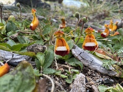Calceolaria uniflora