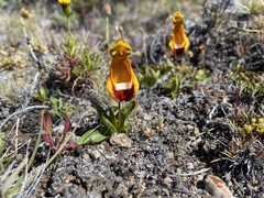 Calceolaria uniflora